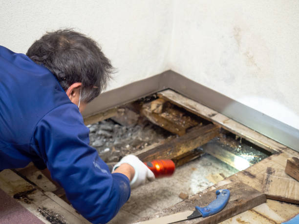 Best Same-Day Mold Removal  in Carnation, WA