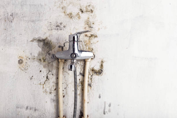 Best Fast Mold Removal  in Carnation, WA
