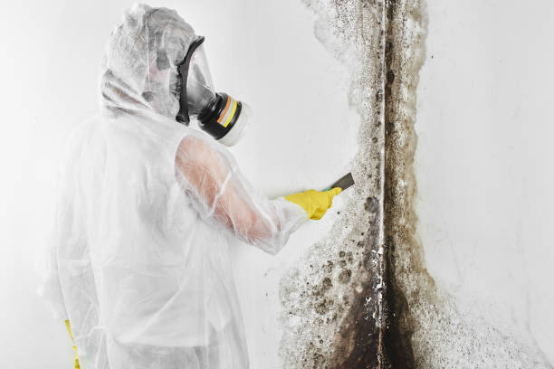 Crawl Space Mold Removal in Carnation, WA