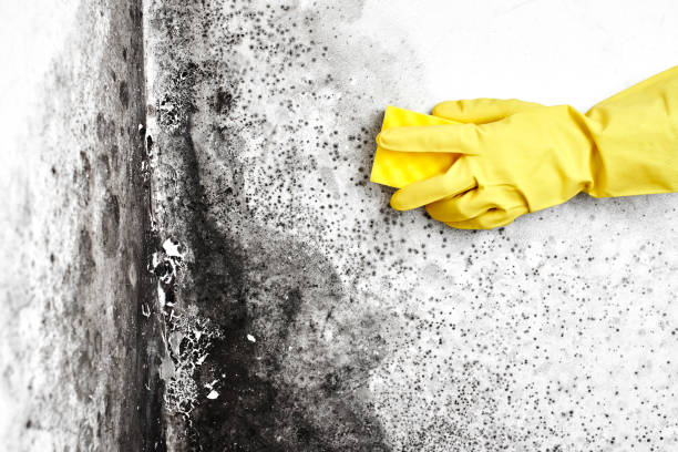 Best Mold Damage Repair  in Carnation, WA