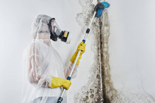 Best Toxic Mold Removal  in Carnation, WA
