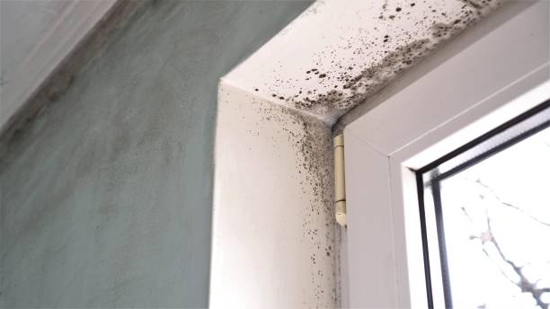 Mold Removal and Inspection in Carnation, WA