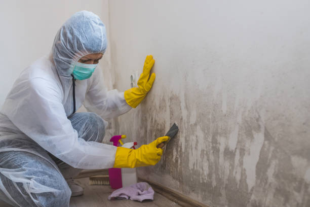 Best Certified Mold Removal  in Carnation, WA