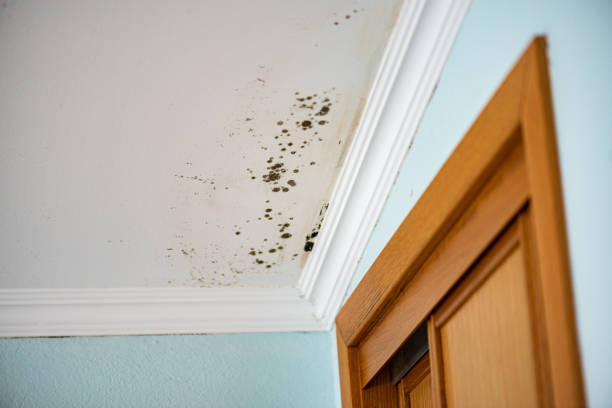 Best Commercial Mold Removal  in Carnation, WA