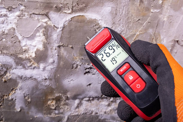 Best Fast Mold Removal  in Carnation, WA