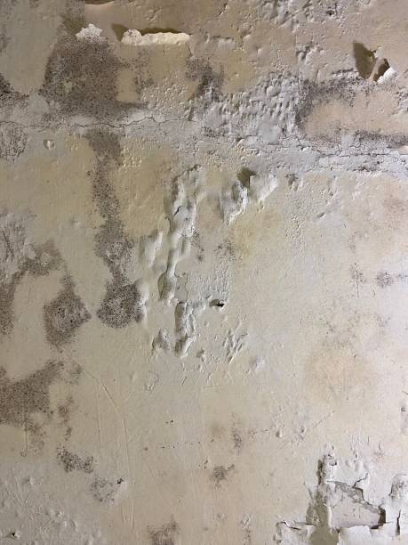 Home Mold Removal in Carnation, WA