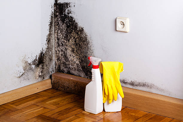 Best Mold Removal Process  in Carnation, WA