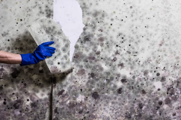 Best Attic Mold Removal  in Carnation, WA